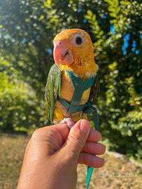 Caicco a testa gialla allevato a mano