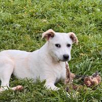 Gigio cucciolo in adozione