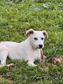 Gigio cucciolo in adozione