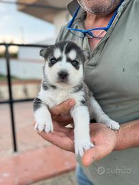 Cuccioli Siberian Husky