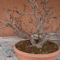 bonsai a ceppaia di fico 