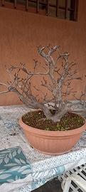 bonsai a ceppaia di fico 