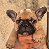 Bulldog francese