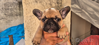 Bulldog francese