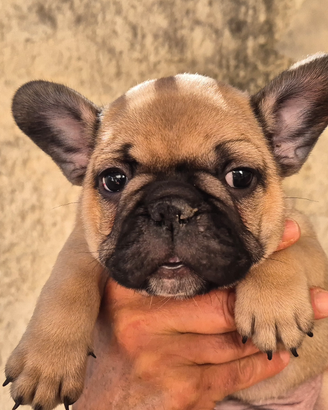 Bulldog francese