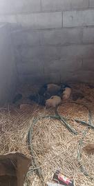 Nove cuccioli pastore maremmano disponibili