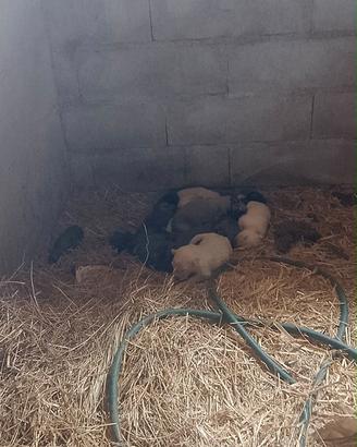 Nove cuccioli pastore maremmano disponibili