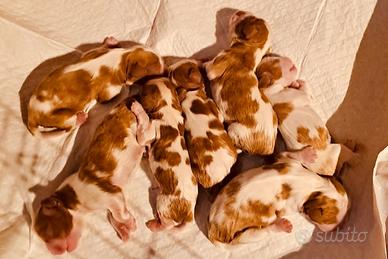 Cuccioli di cavalier king