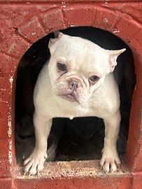 Bulldog francese femmina