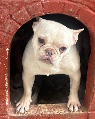 Bulldog francese femmina