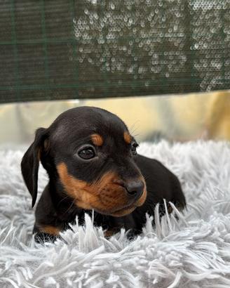 Bassotto kaninchen
