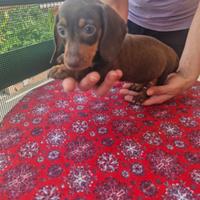 Cuccioli di bassotto cioccolato