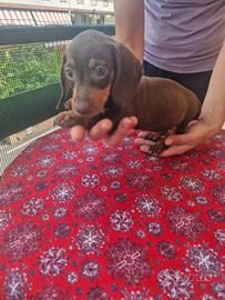 Cuccioli di bassotto cioccolato