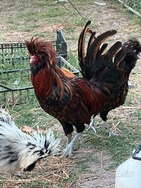 Galline padovane