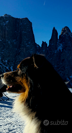 Pastore Australiano con Pedigree per monta