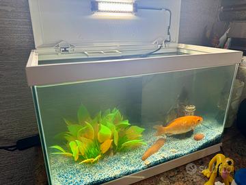 Acquario Tetra 20 litri