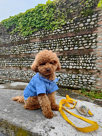 Barboncino toy per monta