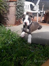 Pedigree pitbull outlet ukc