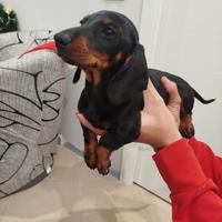 Bassotto taglia piccola