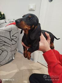 Bassotto taglia piccola