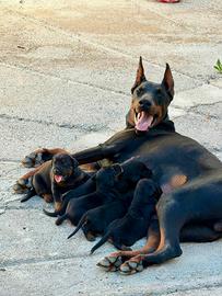 Dobermann con pedigree