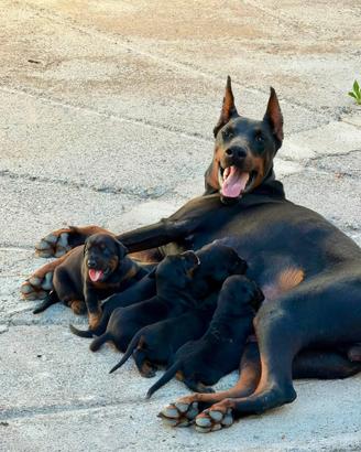 Dobermann con pedigree