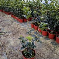 osmanthus aquifoglium 
