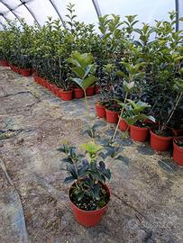 osmanthus aquifoglium 