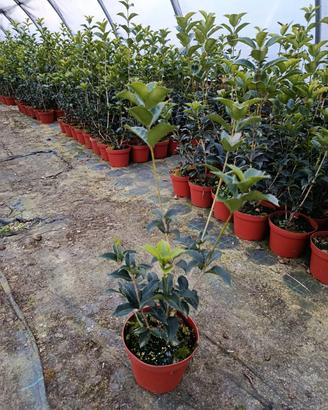 osmanthus aquifoglium 