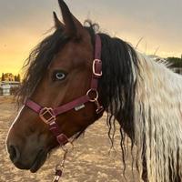 Doppio pony da salto