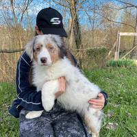 Isaac cucciolo di pastore australiano