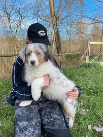 Isaac cucciolo di pastore australiano