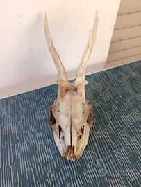 corna Capriolo arredamento 