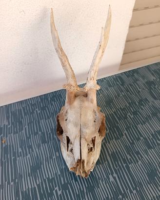 corna Capriolo arredamento 