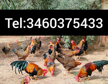 Galli Livornesi collo oro