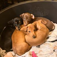 Bassotto nano/ kaninchen disponibile