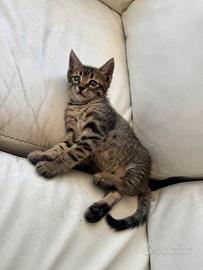 Dolcissimi gattini già abituati alla lettiera