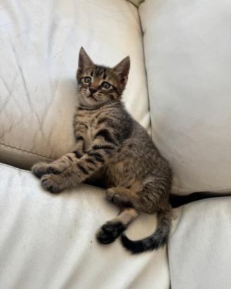 Dolcissimi gattini già abituati alla lettiera