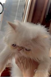 Gattini persiani