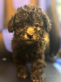 Barboncino toy/minitoy