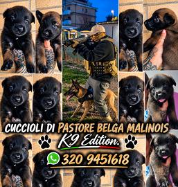 Cuccioli pastore belga MALINOIS