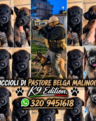 Cuccioli pastore belga MALINOIS