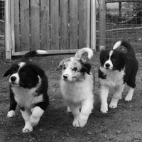 Cuccioli di Border Collie