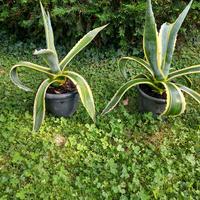 piante di agave