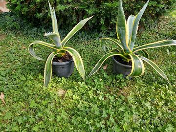 piante di agave
