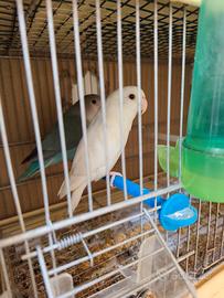 Pappagalli inseparabili