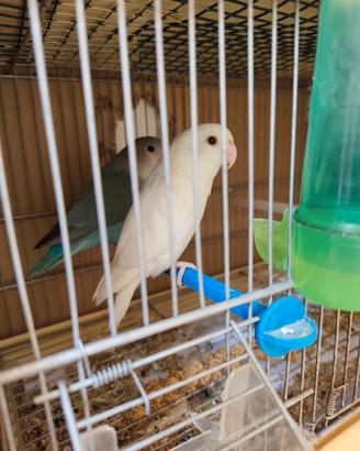 Pappagalli inseparabili