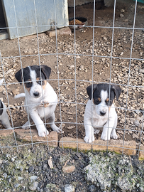 Cuccioli di jack russel