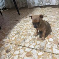 Pincher