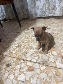 Pincher